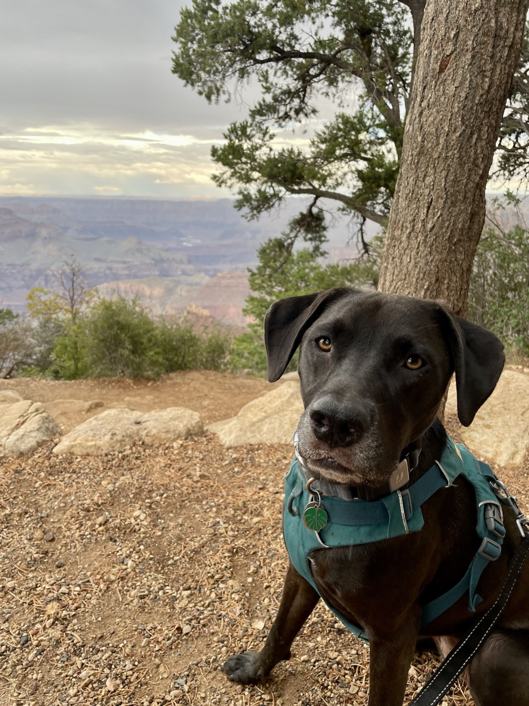 Terra the dog